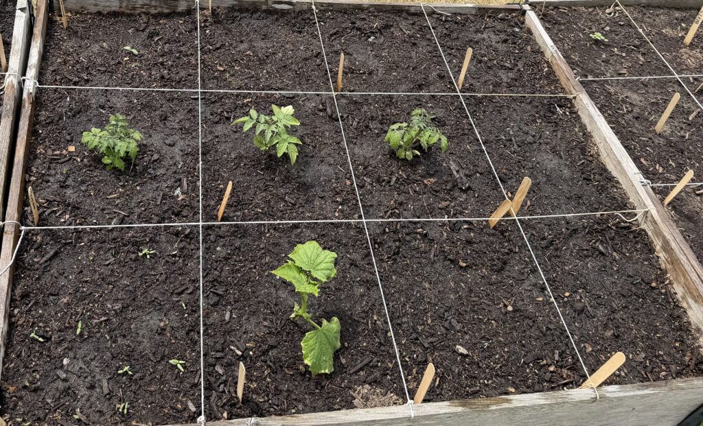 Our garden after the first day of planting
