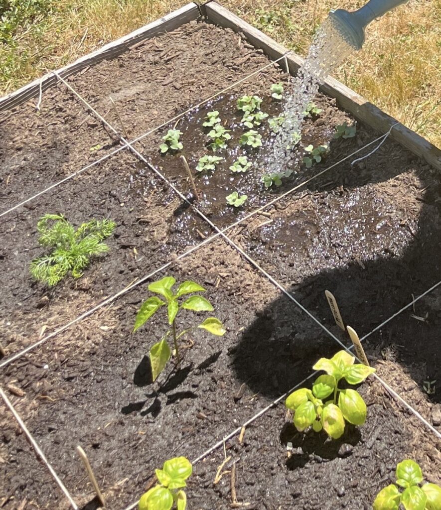 Watering the plants/sprouting plants in our garden 