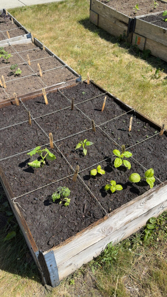 Day we planted our garden