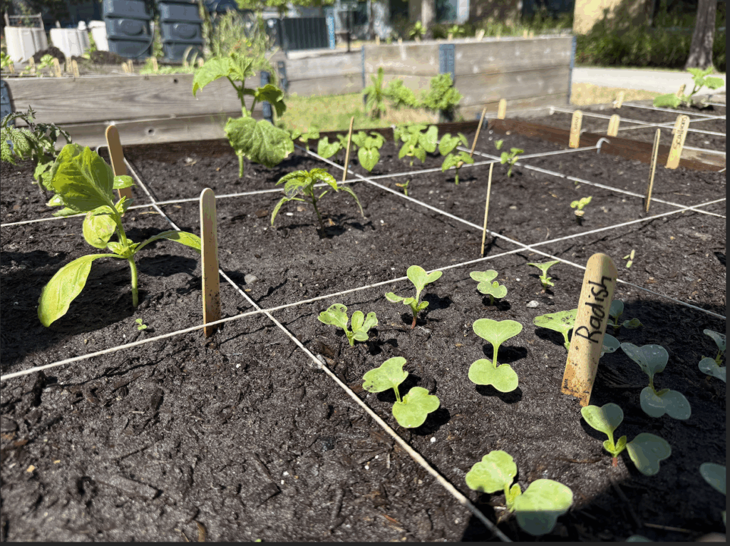 Our Garden the week of June 12