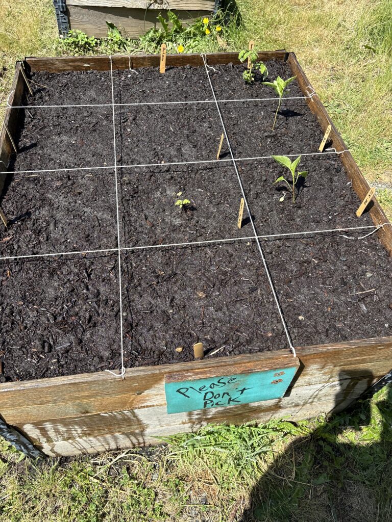 KPU Garden Boxes