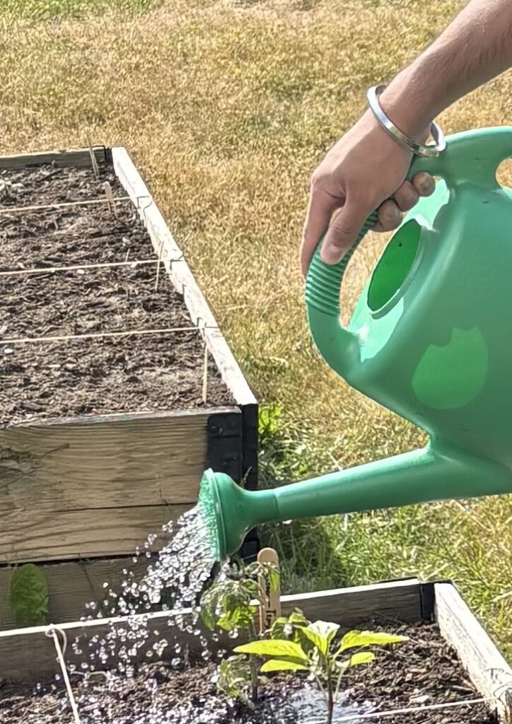First day watering the garden: Thursday, May 28, 12:15 PM, 26°C