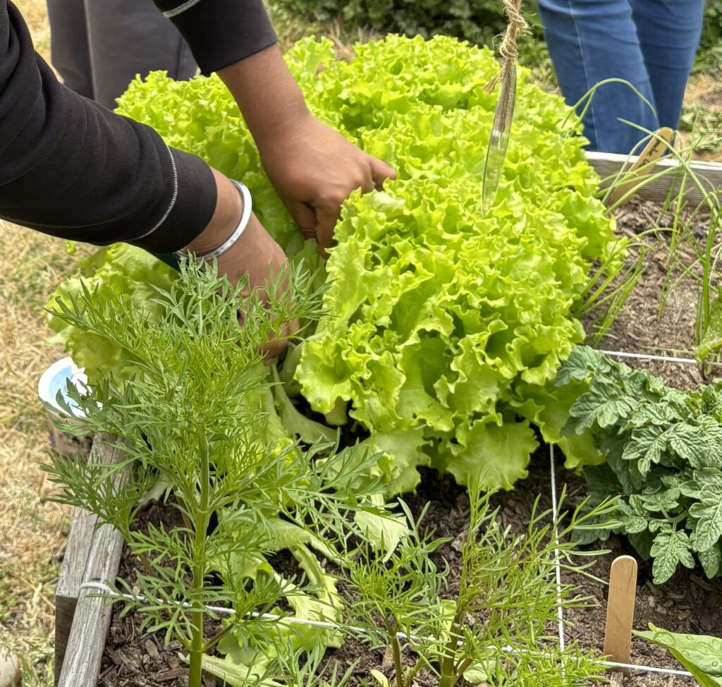 Harvesting Lettuce
