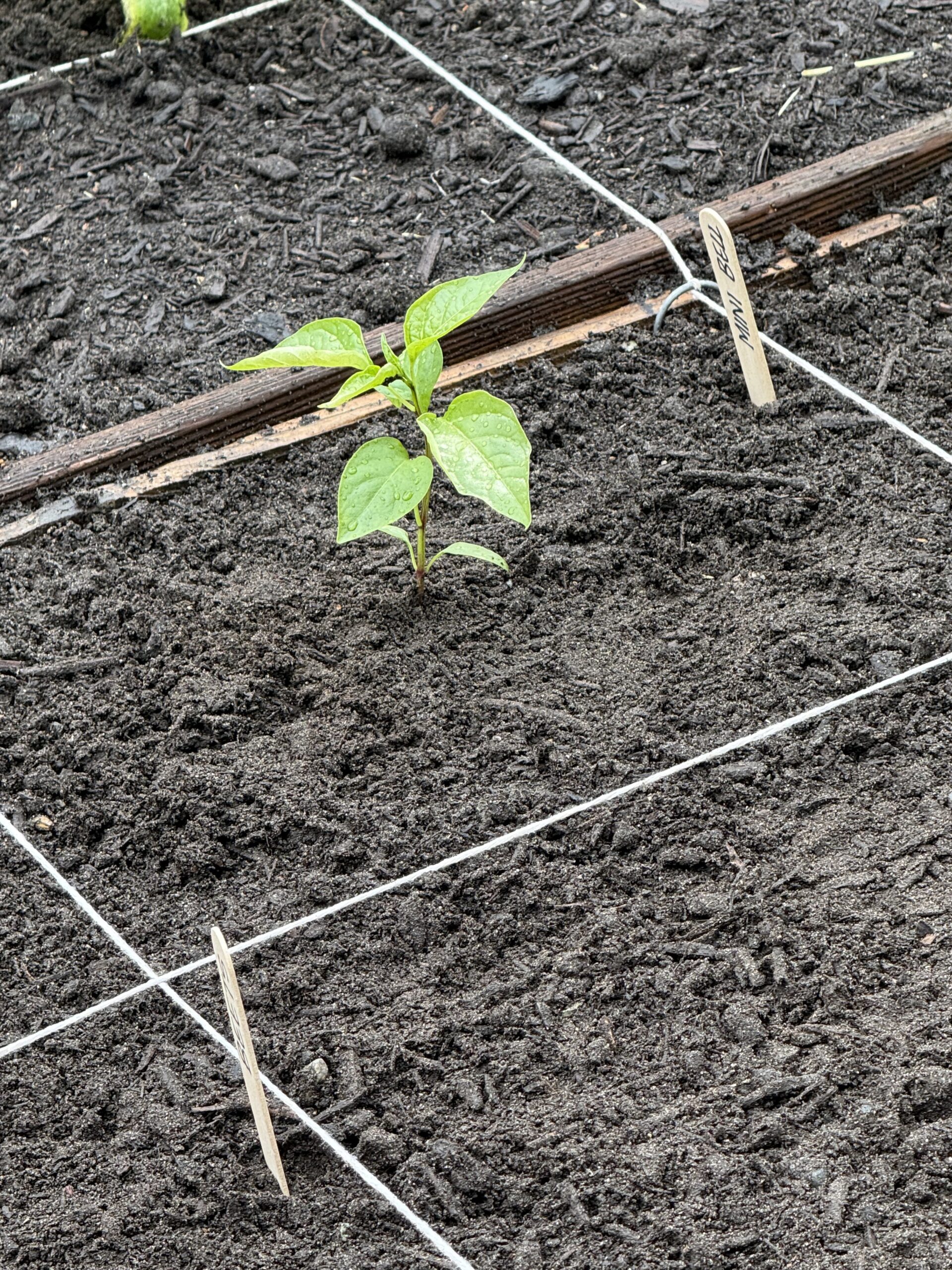 Photo taken by me of a young plant planted in our garden.