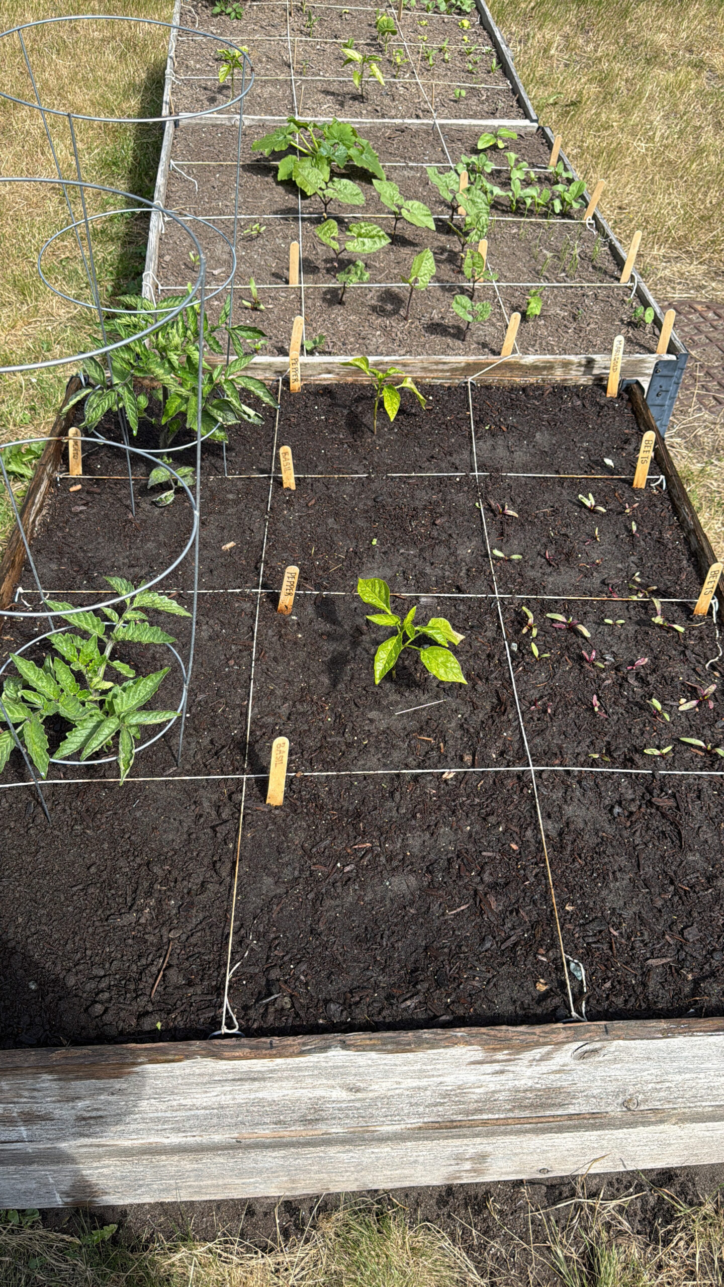 raised garden beds with young vegetable plants, including peppers, tomatoes, basil, beets and marigolds slowly growing.