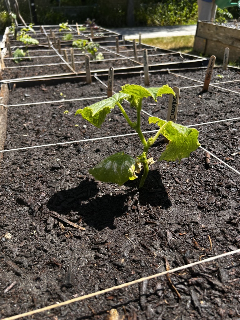 Growing and Nurturing Our Crops