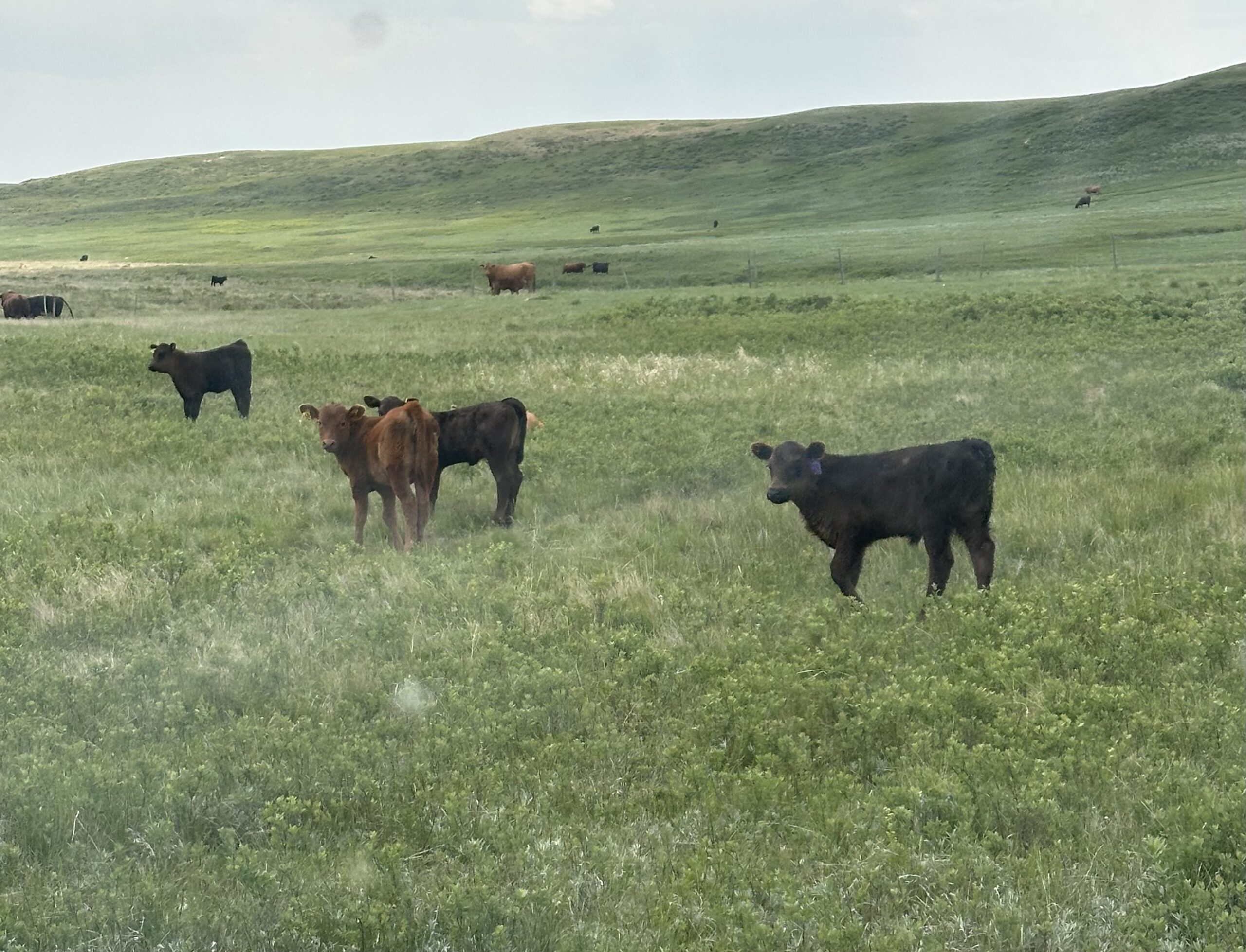 Photo taken during calving season on my families farm