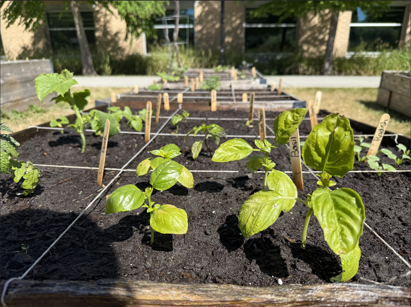 Seeing Green Differently: How Gardening taught me to connect with nature