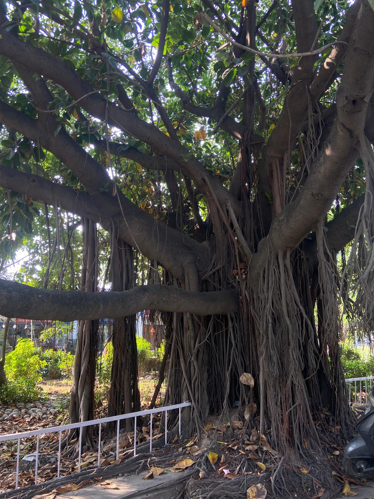itree