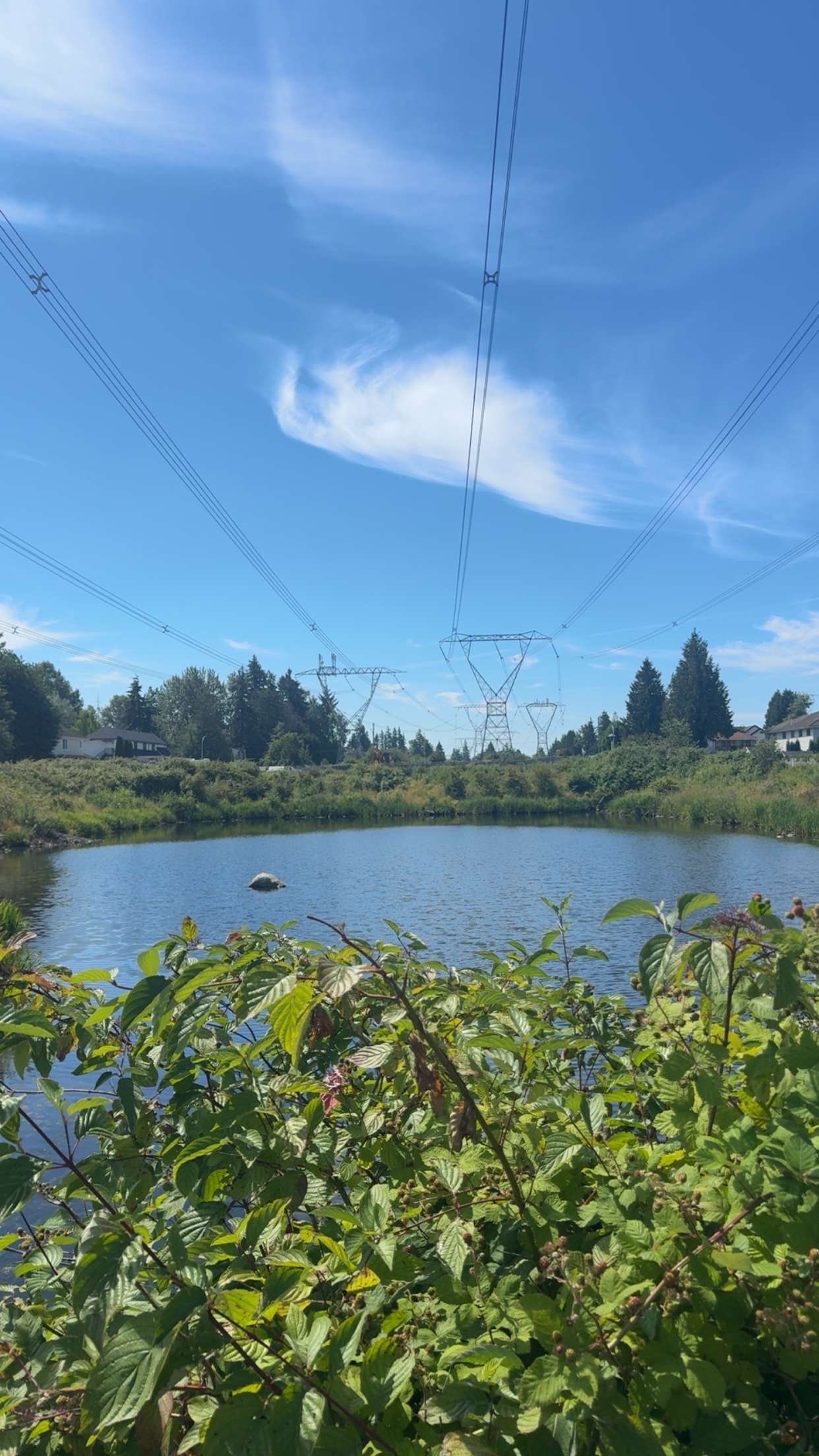 Photo taken of a pond at {CC} that is habited by ducks.