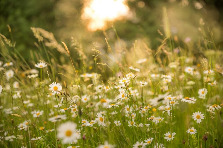 Rewilding Our Hearts and Actions: Ecology, Sustainability & Creativity