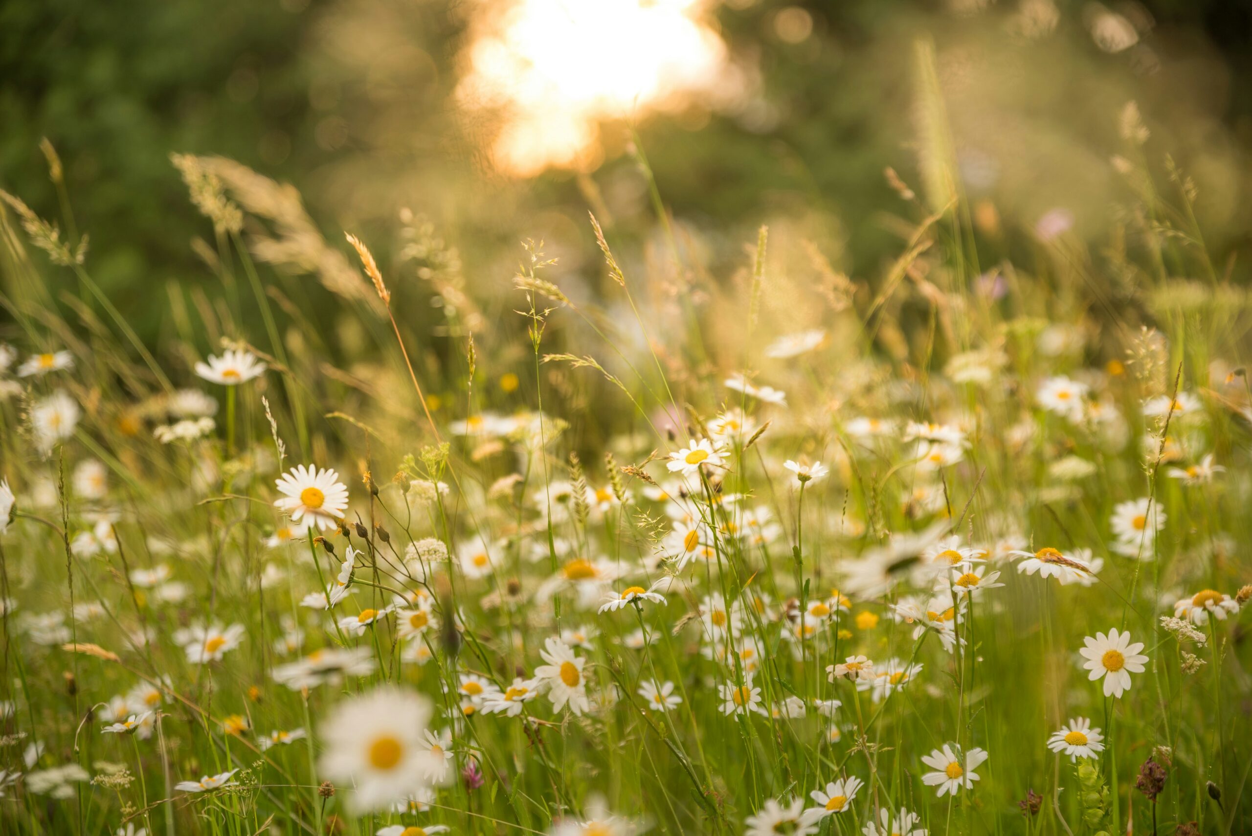 Rewilding Our Hearts and Actions: Ecology, Sustainability & Creativity